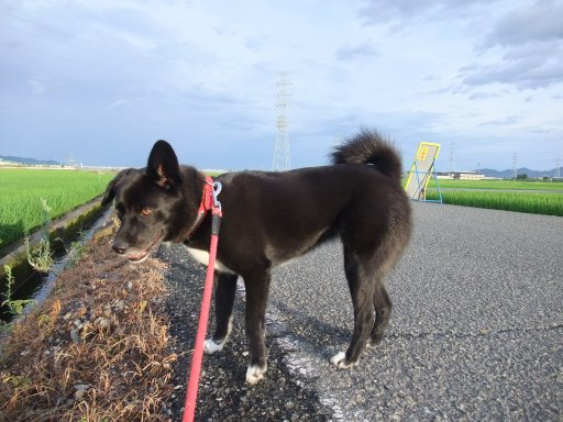 晴れ、昼までお留守ワン