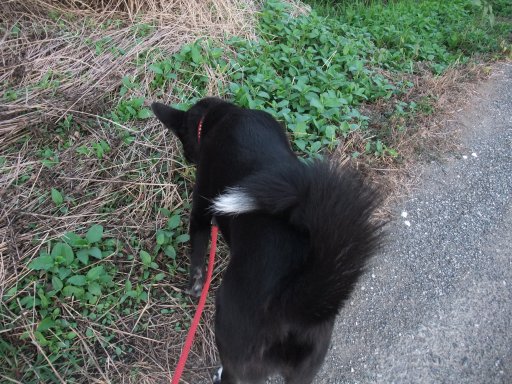 ファイル 540-2.jpg