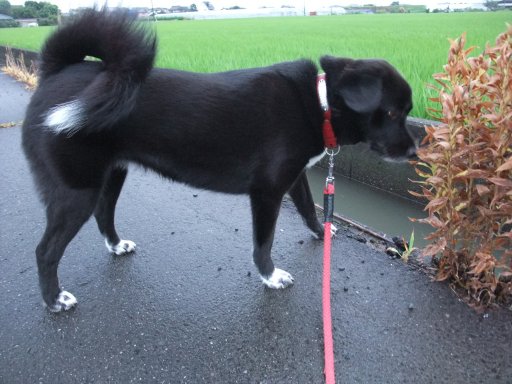 雨の終戦記念日