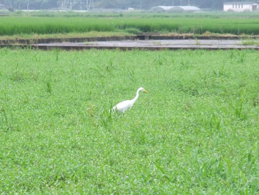 ファイル 551-2.jpg