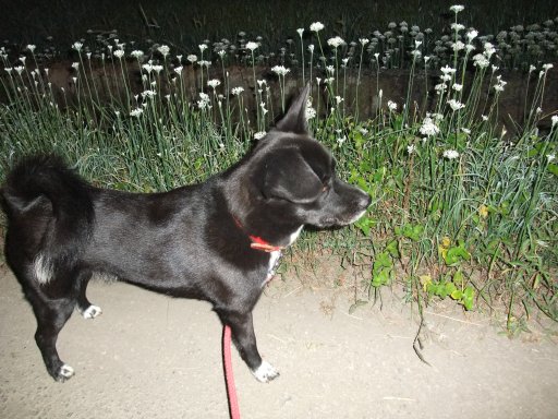 何の花（韮編）