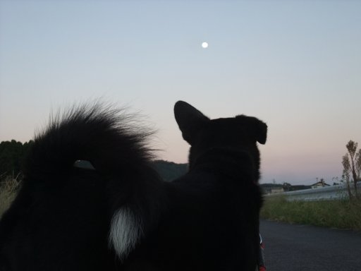 ファイル 575-2.jpg