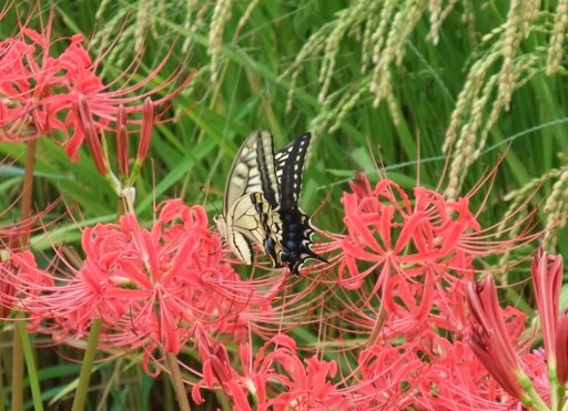 ファイル 579-2.jpg