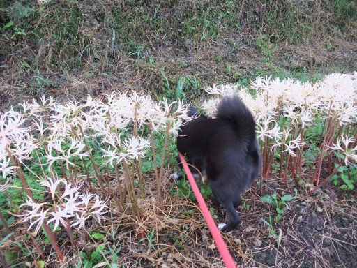 ファイル 592-3.jpg