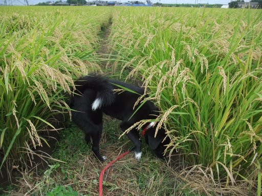 ガメさんが教えてくれた