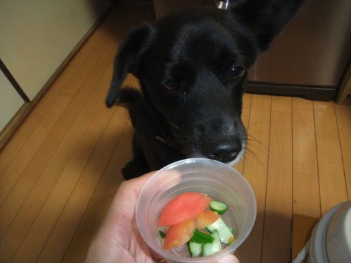 イヴ姫　１３．０２ｋｇ