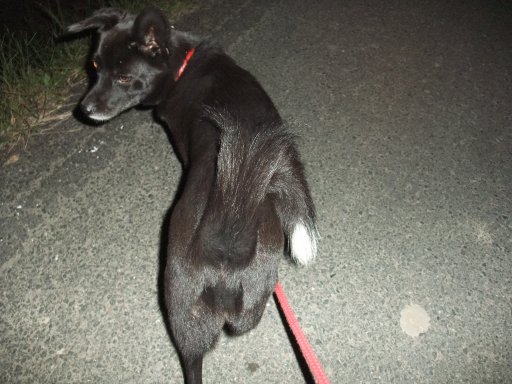 ファイル 604-2.jpg