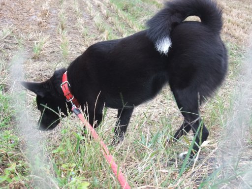 ファイル 605-2.jpg