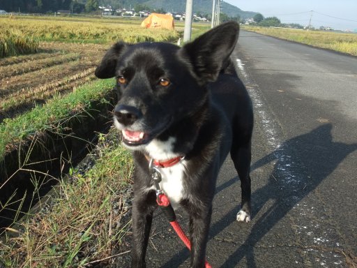 １０月の河原に向日葵を見た