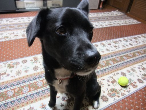 姫　１２．４ｋｇ