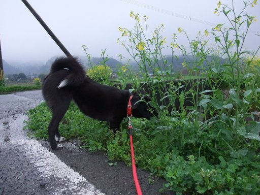 姫の一日（小雨編）