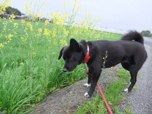 ファイル 62-4.jpg