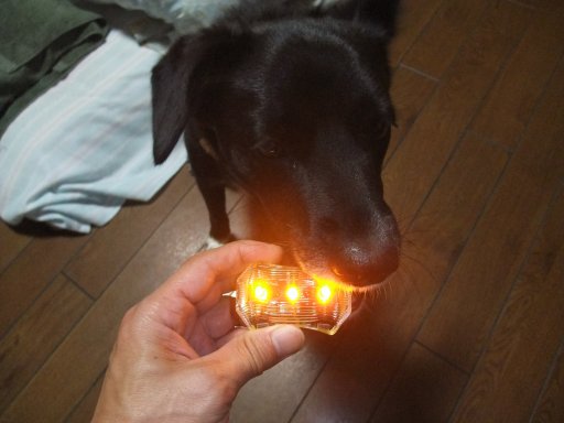 ヒカリモノ追加