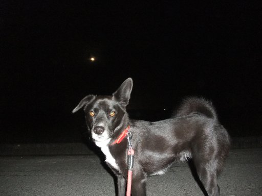 ファイル 629-2.jpg