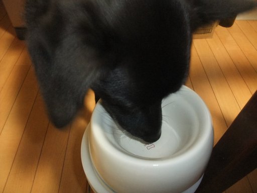 雨でしゅ、残念