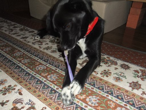 はみがき（自分でするでしゅ編）