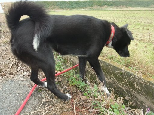 飛びます飛びます