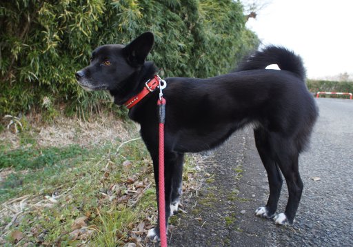 ファイル 675-3.jpg