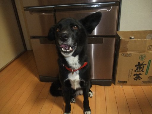 やっぱり肛門嚢炎