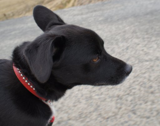 初　和菓子かい