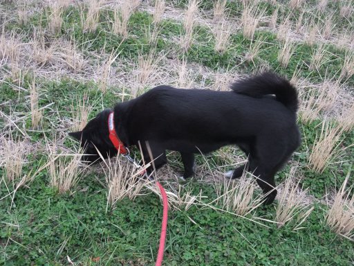 ファイル 683-3.jpg