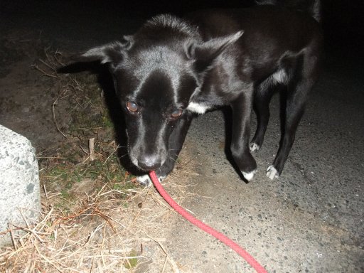 ファイル 699-2.jpg