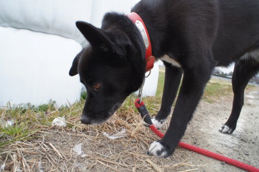 ファイル 701-2.jpg