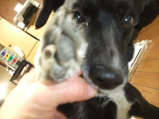 にっきゅうの日