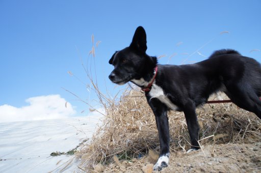 イヴ姫　１１．８ｋｍ