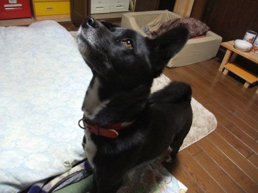 見上げてごらん夜の天井を