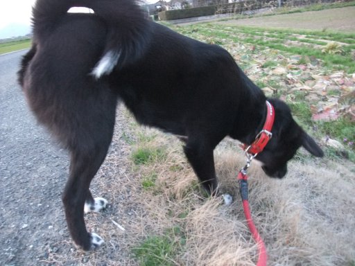 くまモンの誕生日