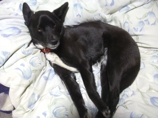 イヴ姫　１２．７ｋｇ