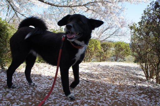 ファイル 755-4.jpg