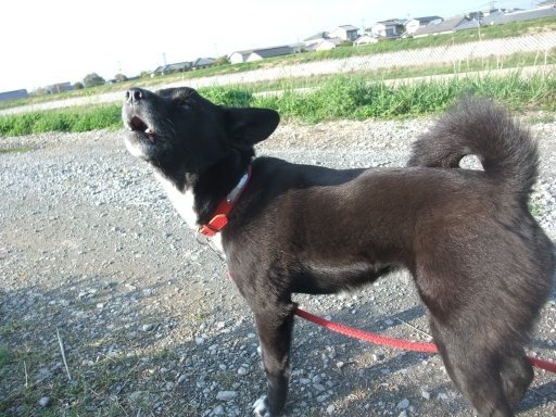 ファイル 761-4.jpg