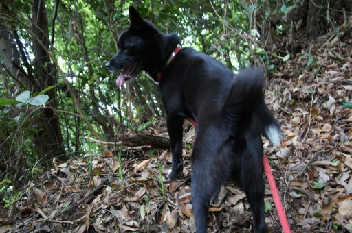 ファイル 779-2.jpg