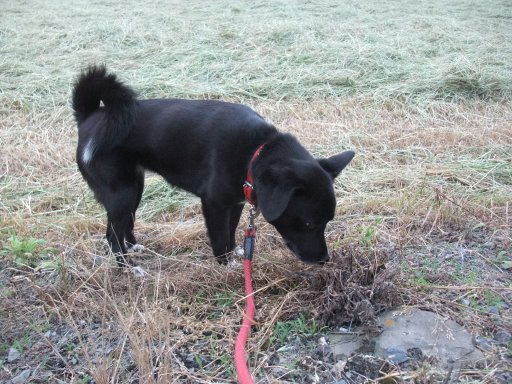 干し草の匂い＜メロン