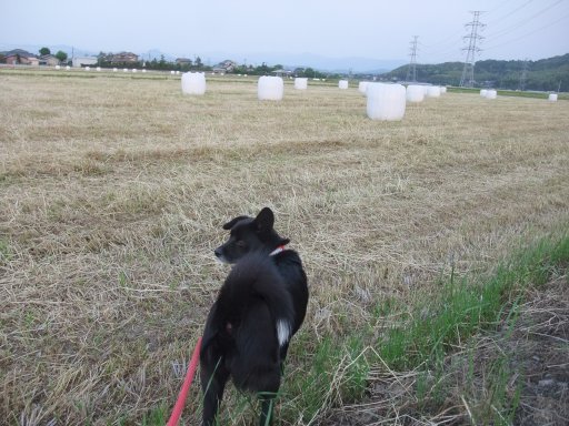 ファイル 783-2.jpg