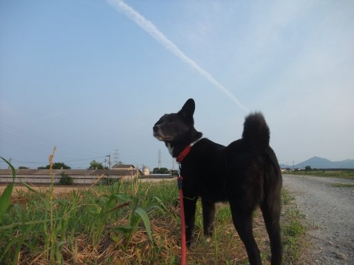 ファイル 784-2.jpg