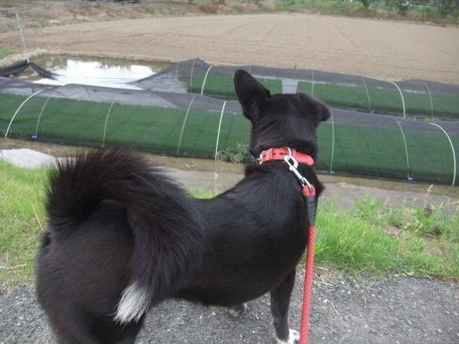 ファイル 804-2.jpg