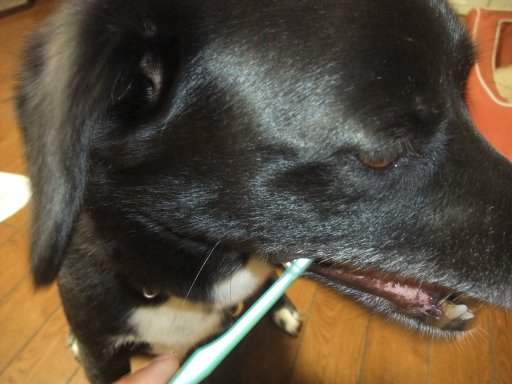 虫歯予防デーでしゅ