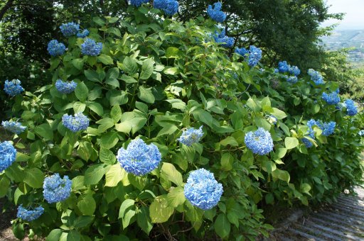 ファイル 806-2.jpg