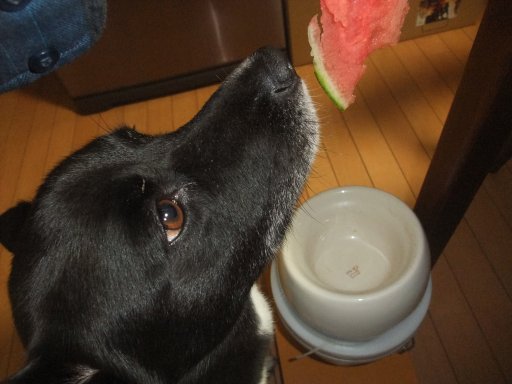 すいか食いねぇ