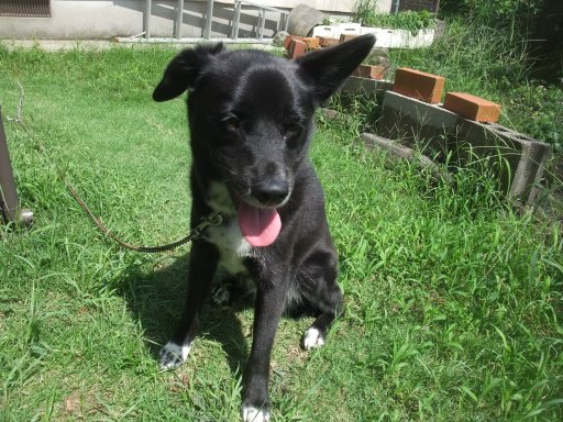 梅雨明け宣言するでしゅ