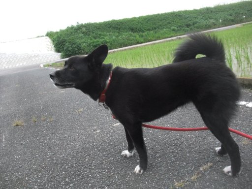 クゥーンクンクン