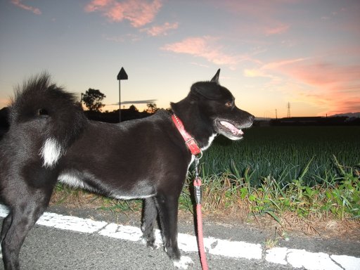 もう残暑ざんしょ