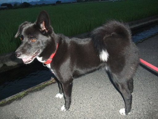 ファイル 877-2.jpg