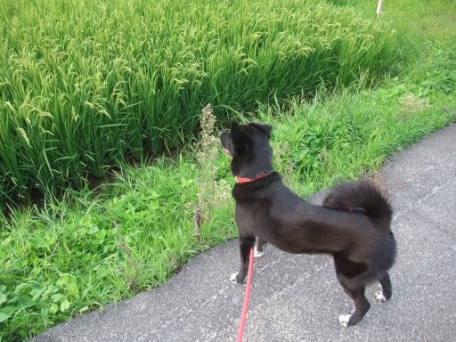 雨、降らないね