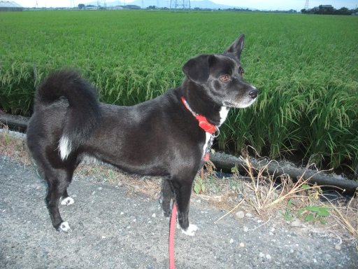 姫のダイエット、ぼちぼちとな