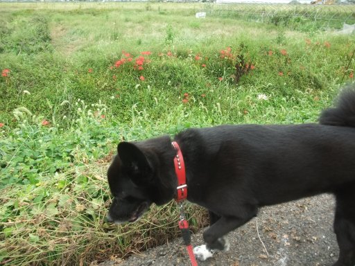 秋の彼岸も間近