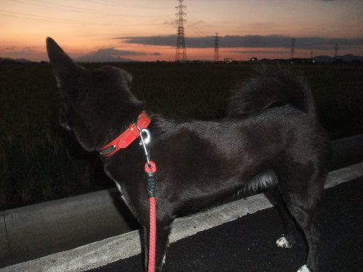 秋の日は釣瓶落とし